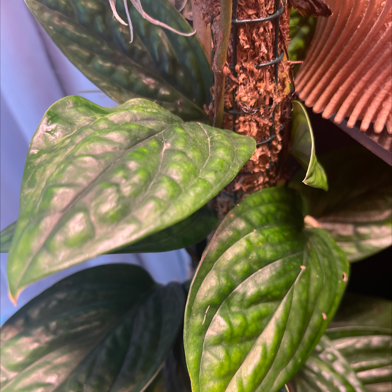 Photo of the plant species Monstera pinnatipartita by @Collie_cray named Peru on Greg, the plant care app