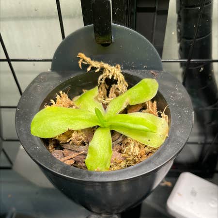 Photo of the plant species Small Butterwort by @Collie_cray named Butter on Greg, the plant care app