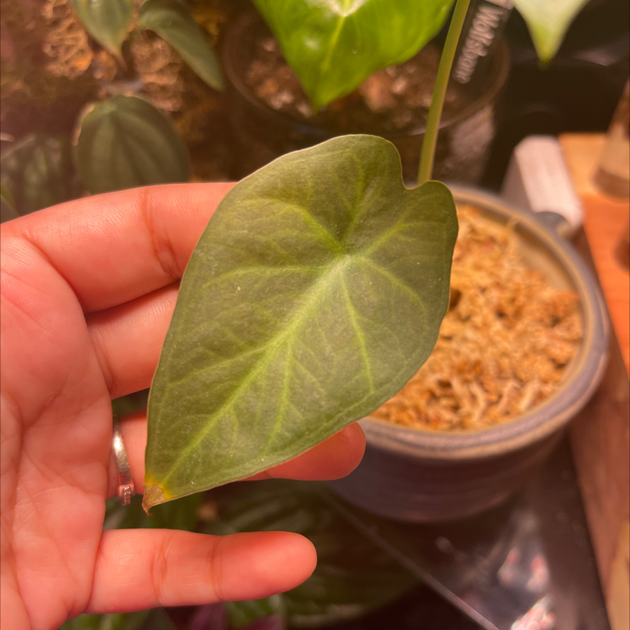 A healthy leaf of Anthurium regale held by a hand, with visible soil in the background.