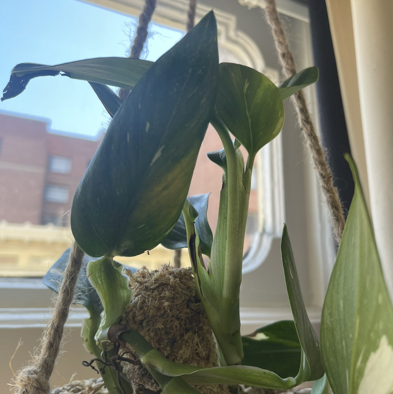 Monstera Cobra plant near a window with some leaf discoloration.