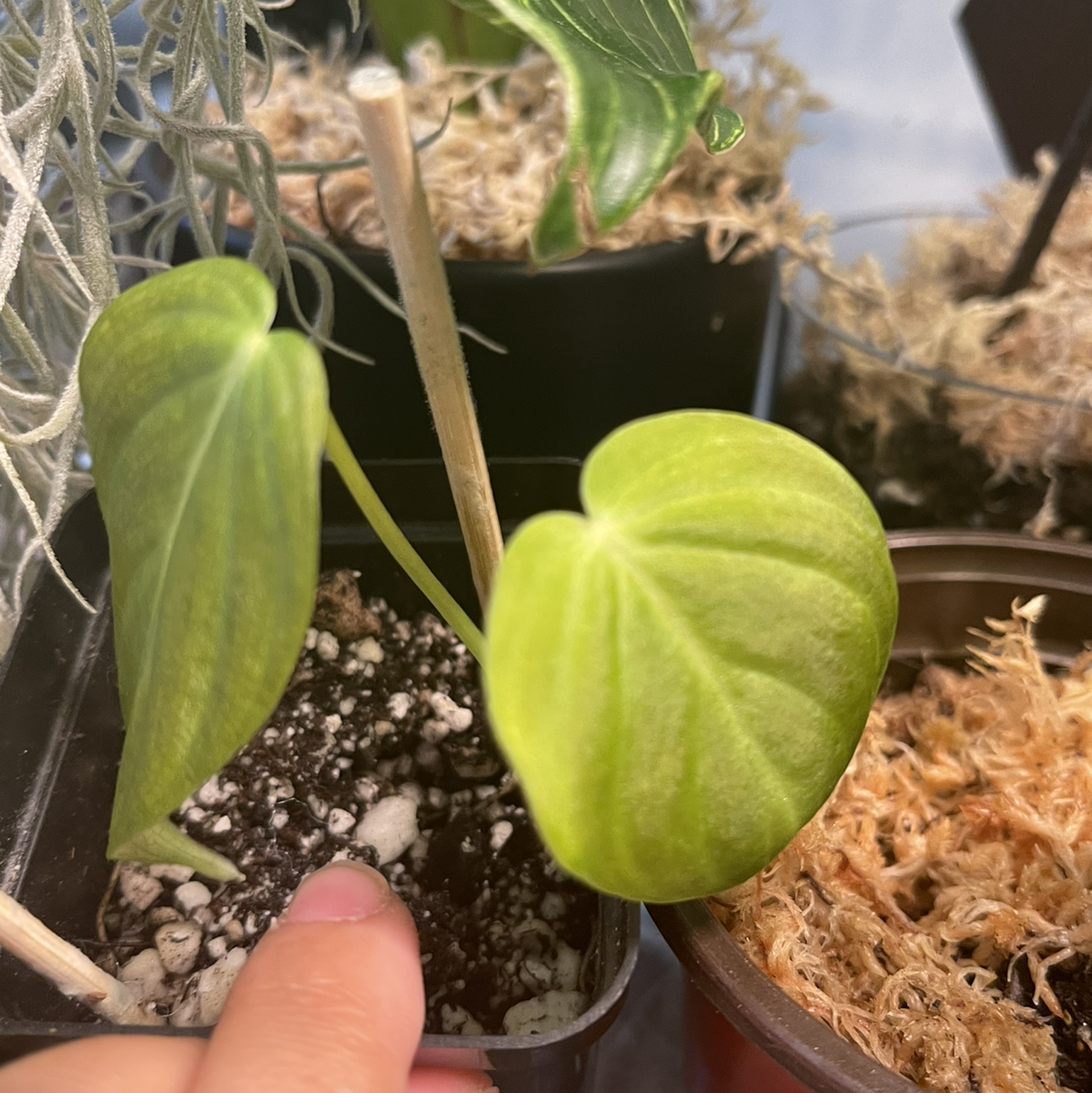 Philodendron melanochrysum x verrucosum plant with healthy leaves and visible soil.