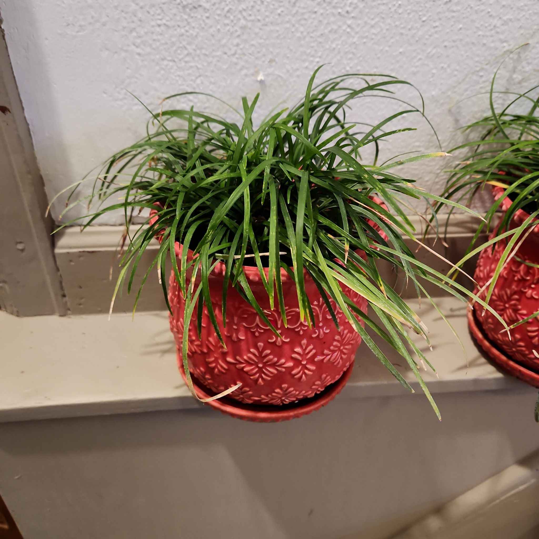 Photo of the plant species Sedge by @theglow000 named Harry on Greg, the plant care app