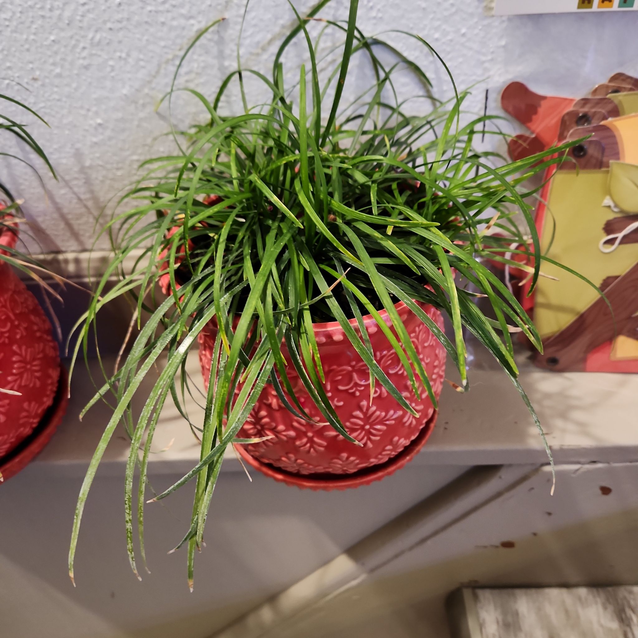 Photo of the plant species Sedge by @theglow000 named Potter on Greg, the plant care app