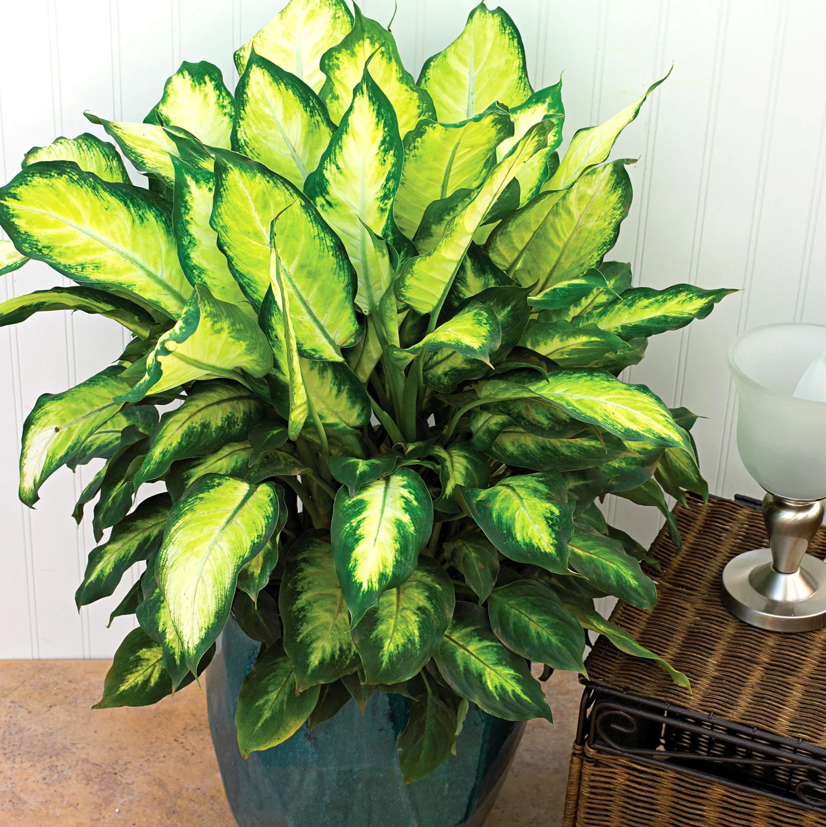 Photo of the plant species Dieffenbachia by @ThePlantGirl named Diff on Greg, the plant care app