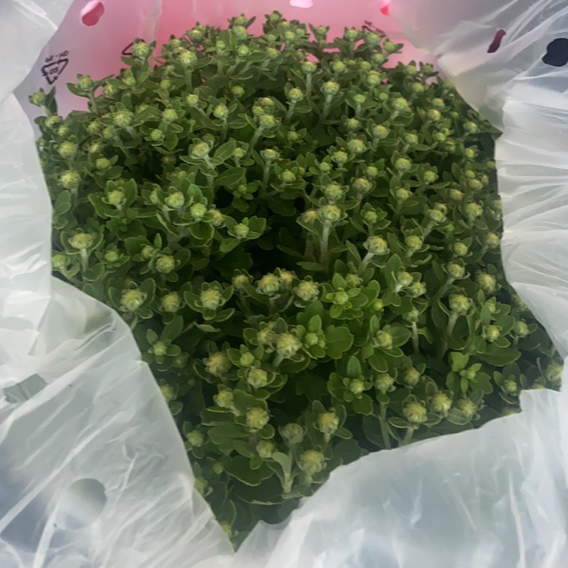 Image of a healthy Max Chrysanthemum plant with dense green foliage and numerous small buds.