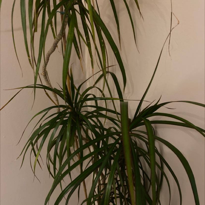 Song of India plant photo by Melissa named Your plant on Greg, the plant care app.