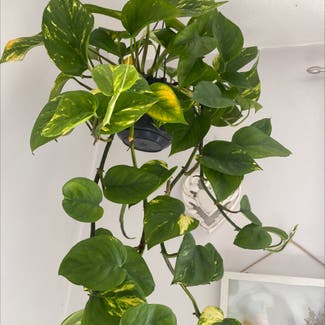 Golden Pothos plant in Bexhill, England