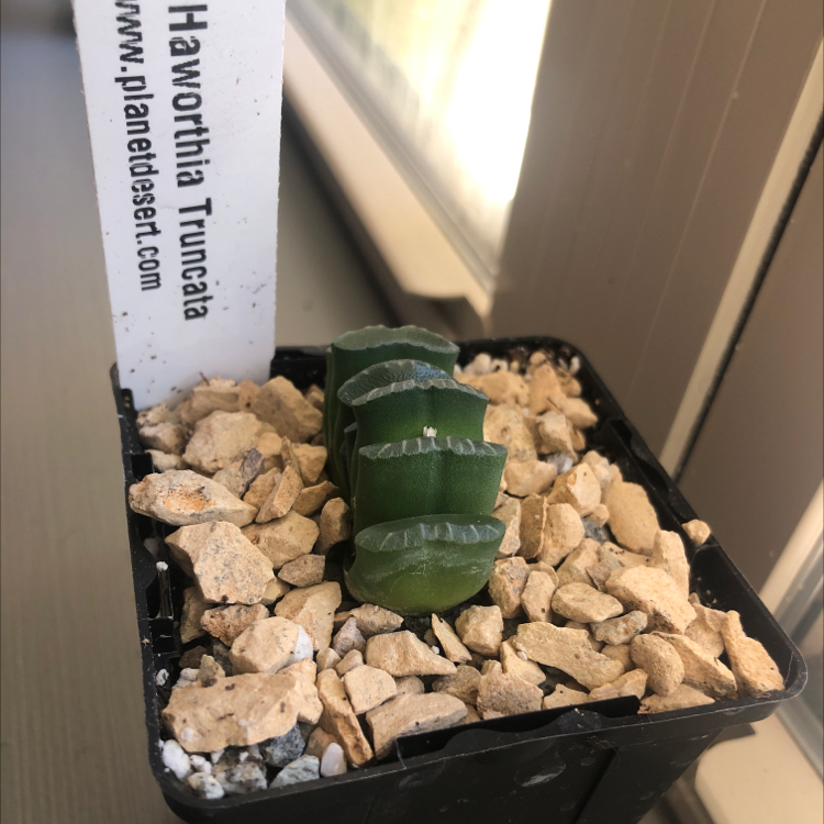 Photo of the plant species Horse's Teeth by @CoachRobert named Your plant on Greg, the plant care app