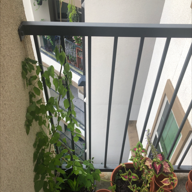Photo of the plant species Trumpet Creeper by @CoachRobert named Your plant on Greg, the plant care app