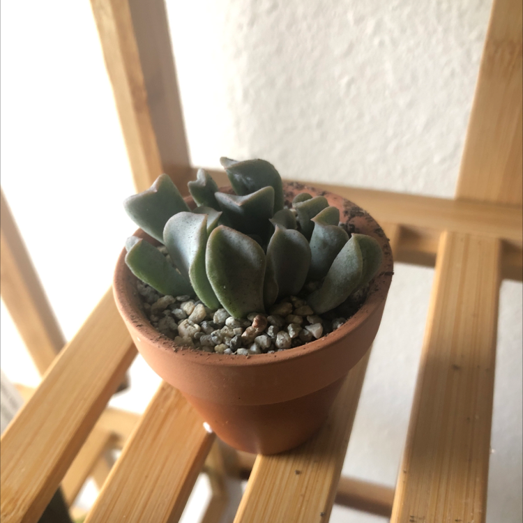 Photo of the plant species Cotyledon 'White Sprite' by @CoachRobert named Your plant on Greg, the plant care app