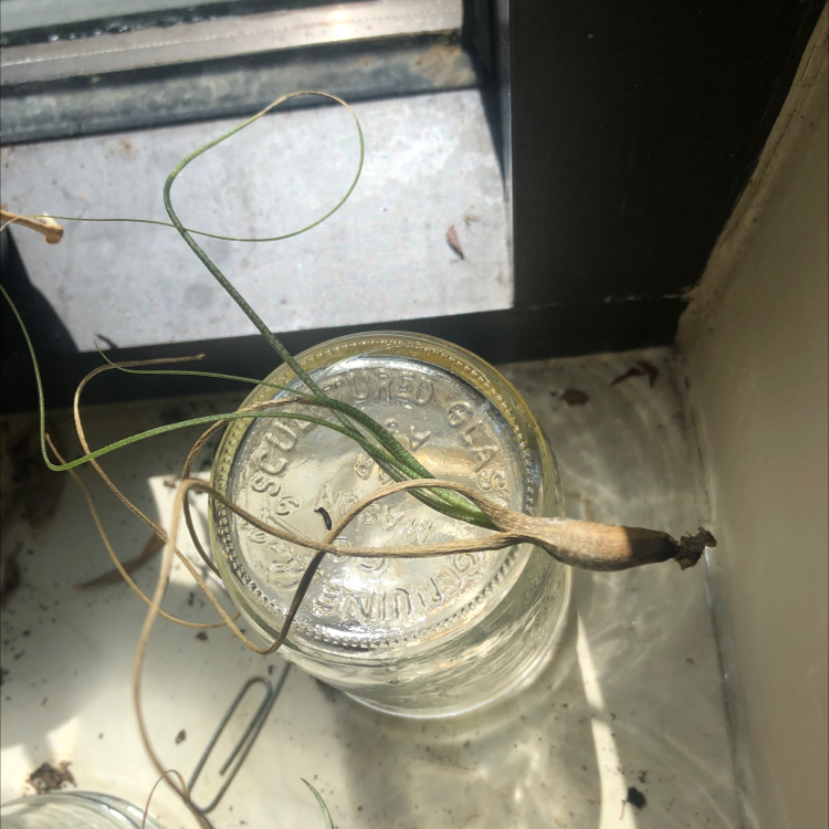 Bulbosa Air Plant on a glass jar with some yellowing and browning leaves.