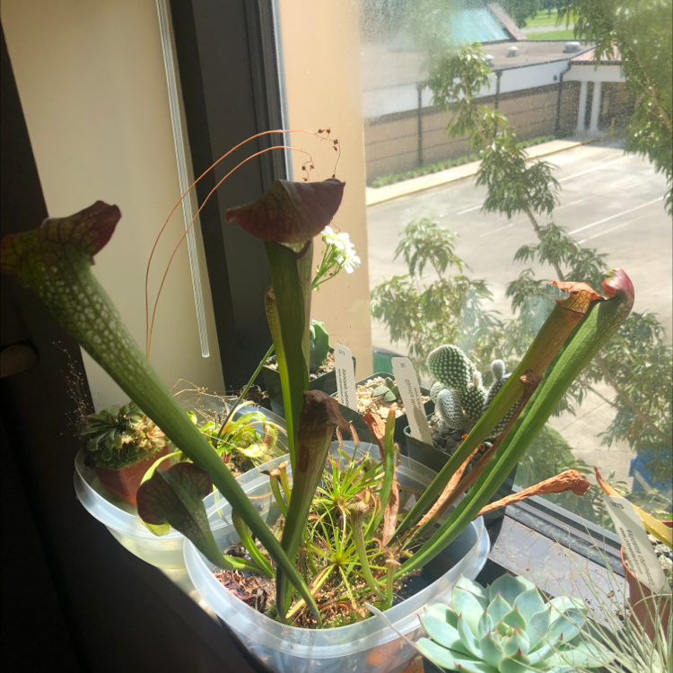 Photo of the plant species White Topped Pitcher Plant by @CoachRobert named Your plant on Greg, the plant care app