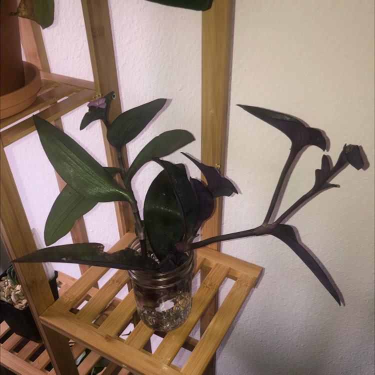 Photo of the plant species Mexican wandering Jew by @CoachRobert named Your plant on Greg, the plant care app