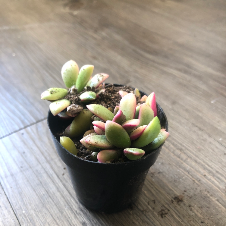 Photo of the plant species Sand Rose by @CoachRobert named Your plant on Greg, the plant care app