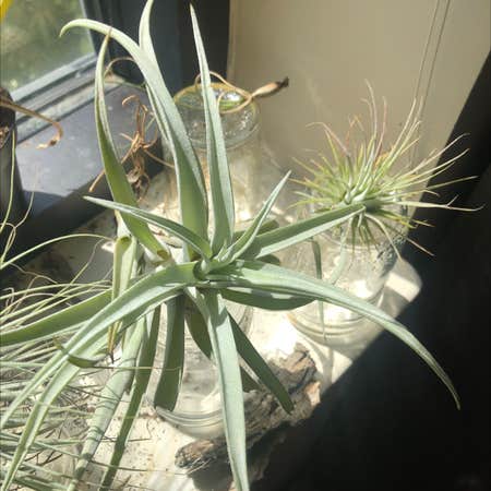 Photo of the plant species Capitata Air Plant by @CoachRobert named Your plant on Greg, the plant care app
