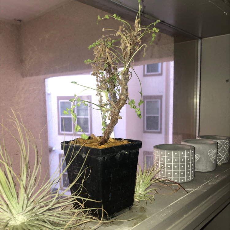 Photo of the plant species Pelargonium alternans by @CoachRobert named Your plant on Greg, the plant care app