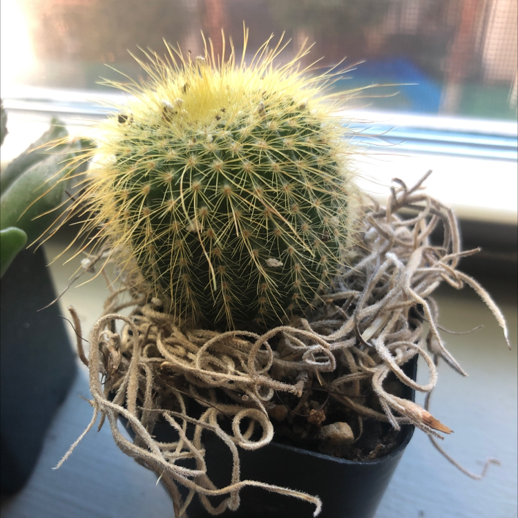 Photo of the plant species Parodia Leninghausii by @CoachRobert named Macaroni in a POT on Greg, the plant care app