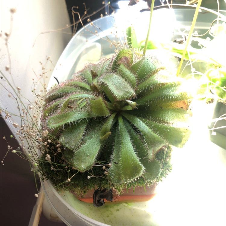 Spoon-Leaved Sundew plant with green leaves and visible dew drops.