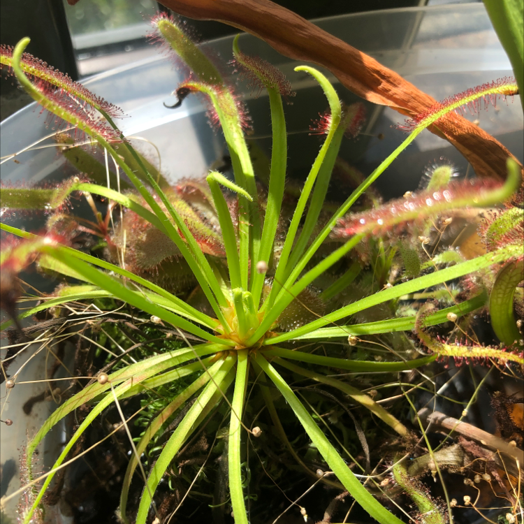 Photo of the plant species Cape Sundew by @CoachRobert named Your plant on Greg, the plant care app