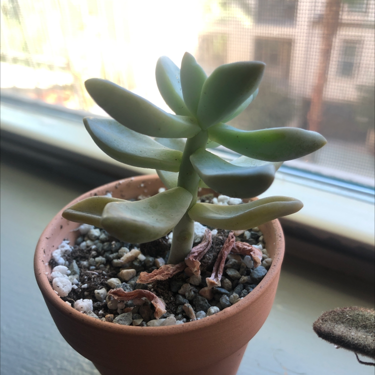 Graptosedum 'Darley Sunshine' succulent in a terracotta pot with some dried lower leaves.