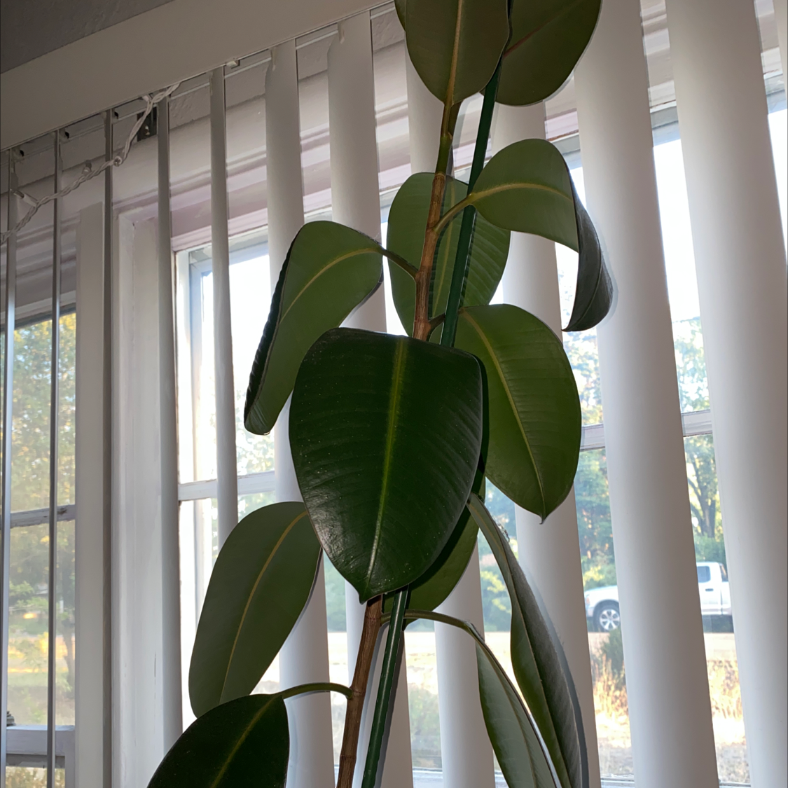 Rubber Plant plant photo by @Mahina named Ruth on Greg, the plant care app.