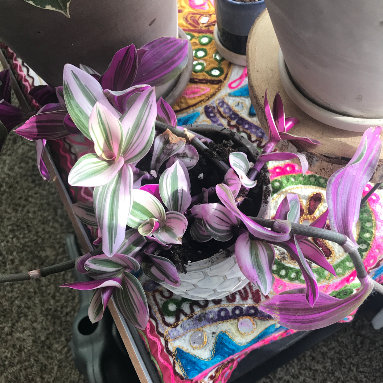 Tradescantia Nanouk plant with vibrant purple and green striped leaves in a pot.