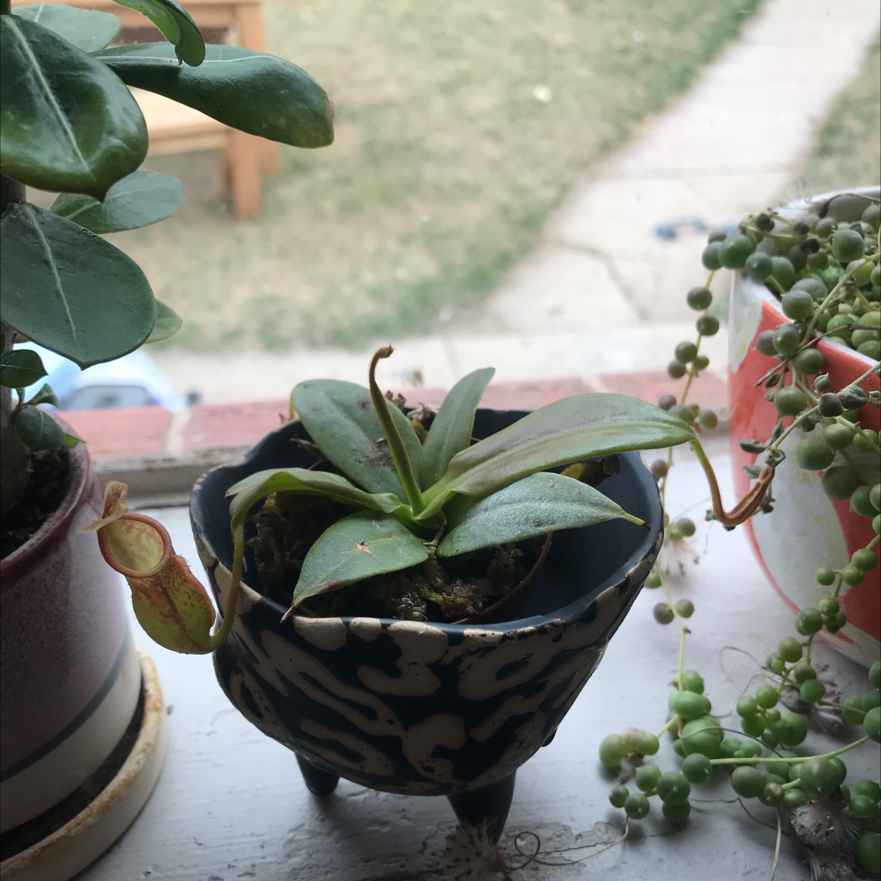 Tropical Pitcher Plant in a decorative pot with visible soil and a single pitcher.