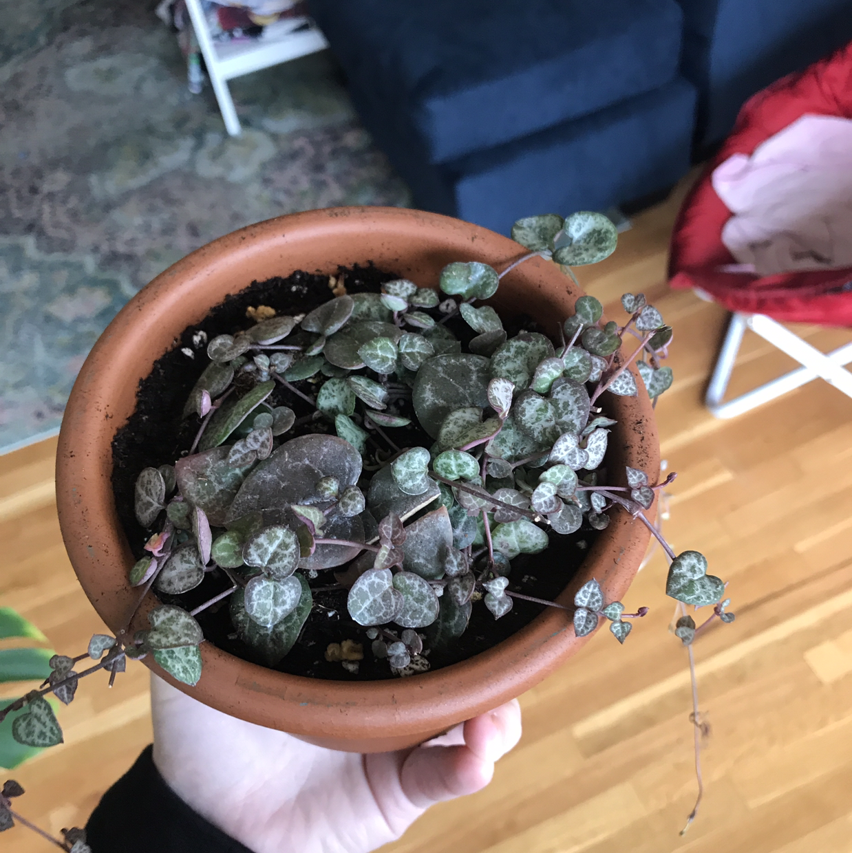 Chain of Hearts plant photo by @SiobhanGLG named Your plant on Greg, the plant care app.