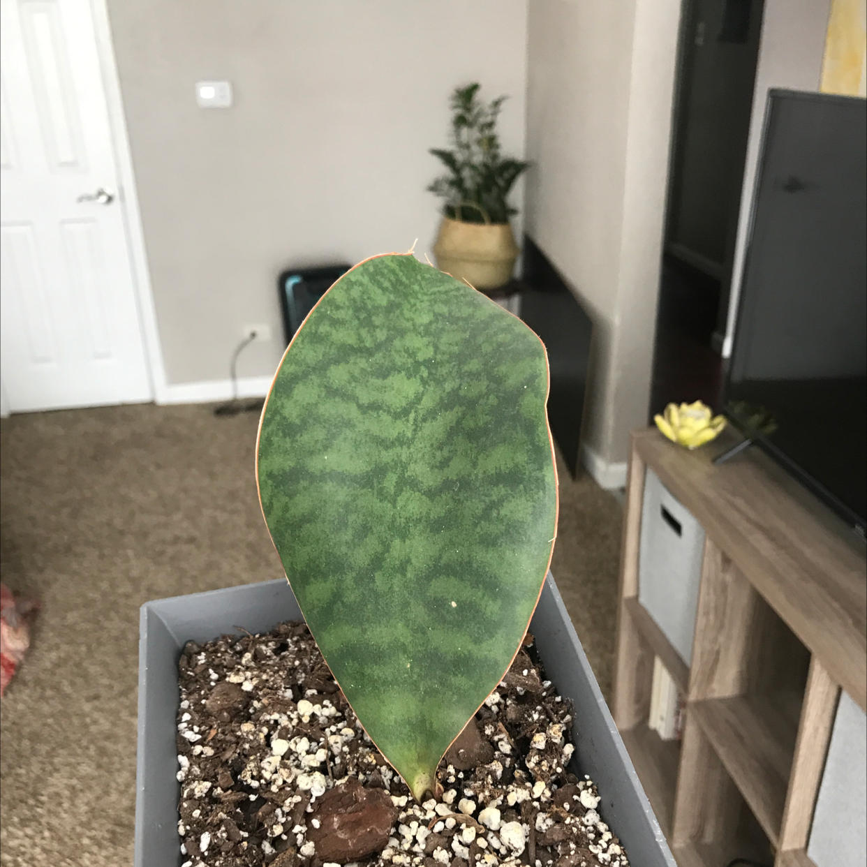 A healthy Whale Fin Snake Plant in a pot with visible soil, well-framed and centered.