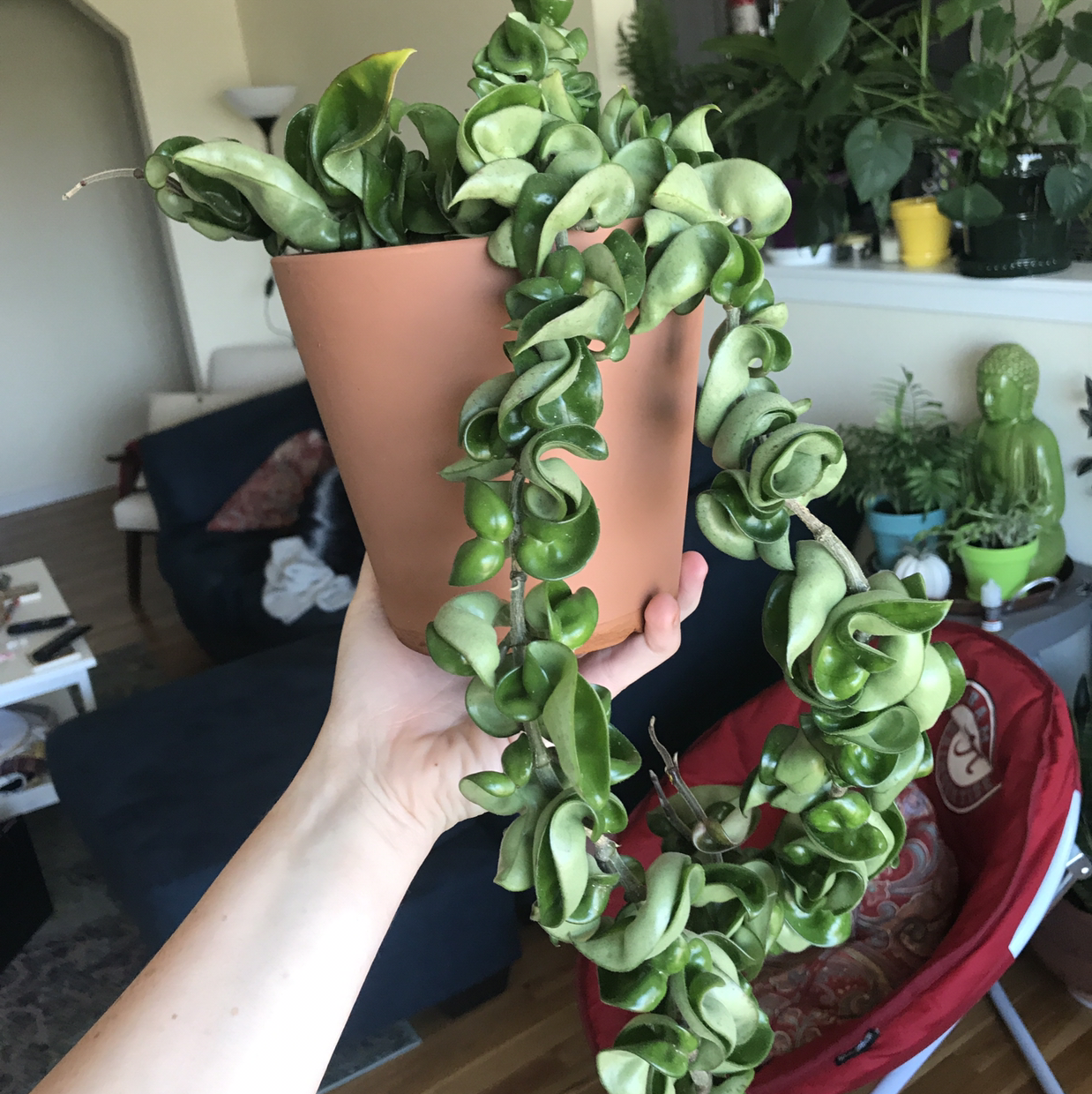 Hoya carnosa 'Compacta' plant photo by @SiobhanGLG named Your plant on Greg, the plant care app.