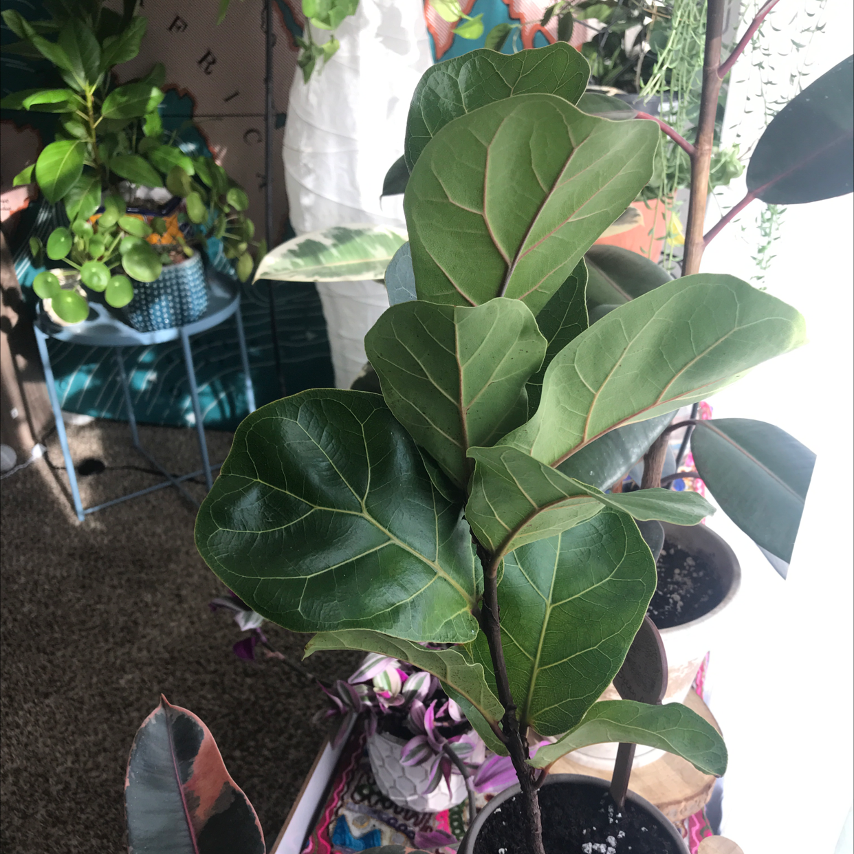 Fiddle Leaf Fig plant photo by @SiobhanGLG named Your plant on Greg, the plant care app.