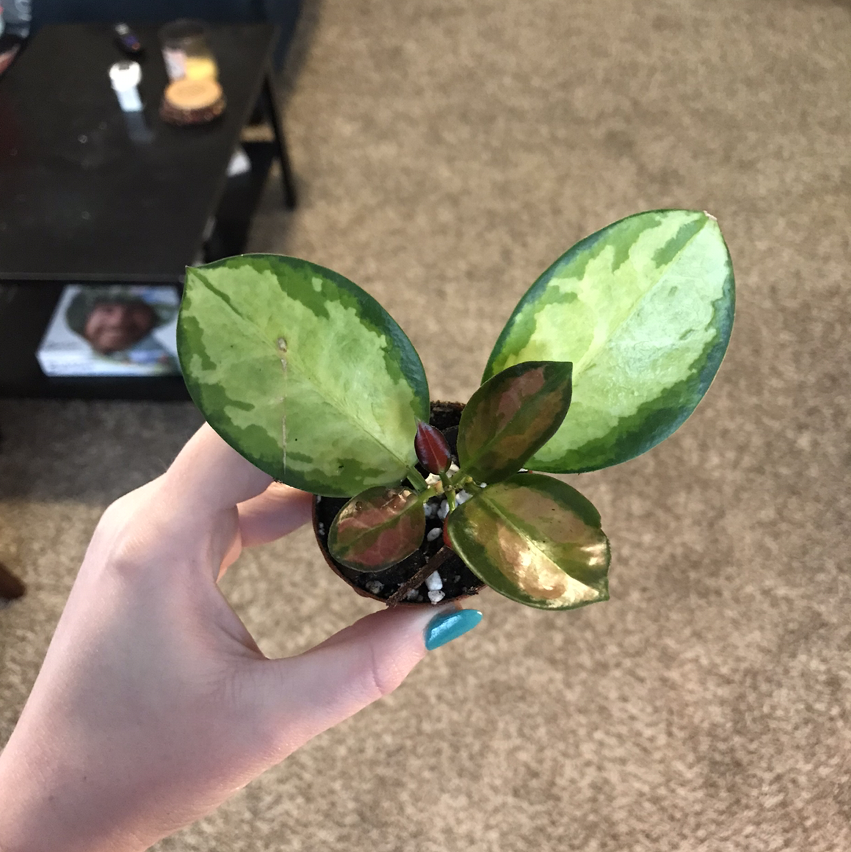 A Hoya 'Lisa' plant with variegated leaves being held by a hand.