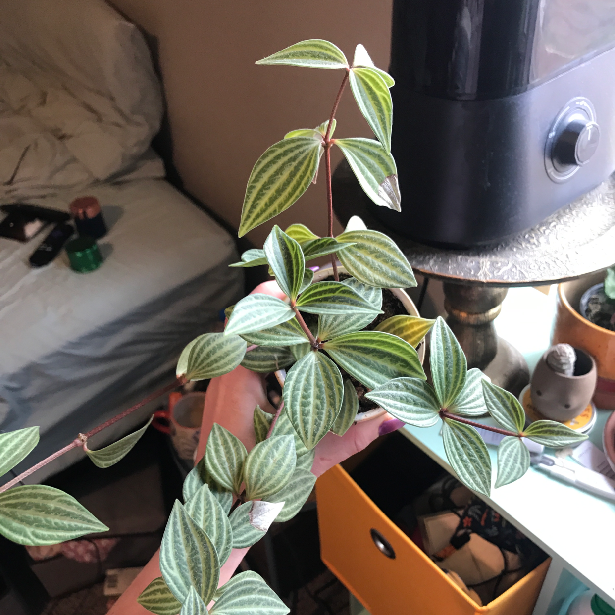 Parallel peperomia plant with healthy green leaves and distinct veins, held by a hand.