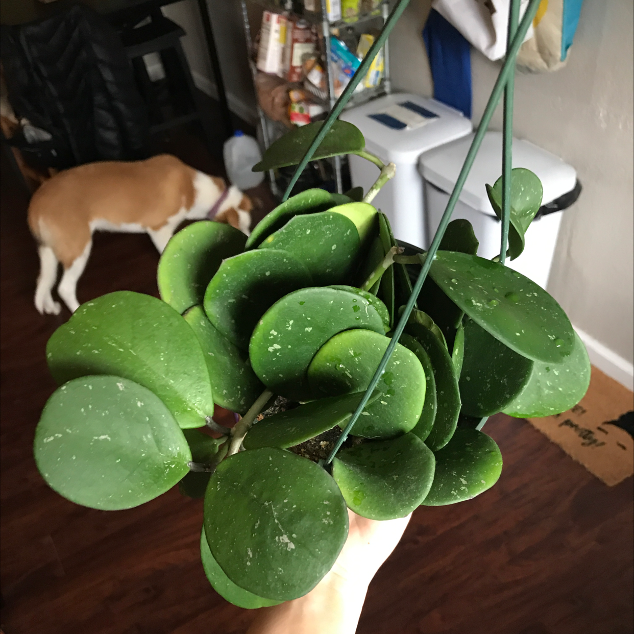Hoya obovata plant with thick, round leaves held by a hand. Background includes a dog.