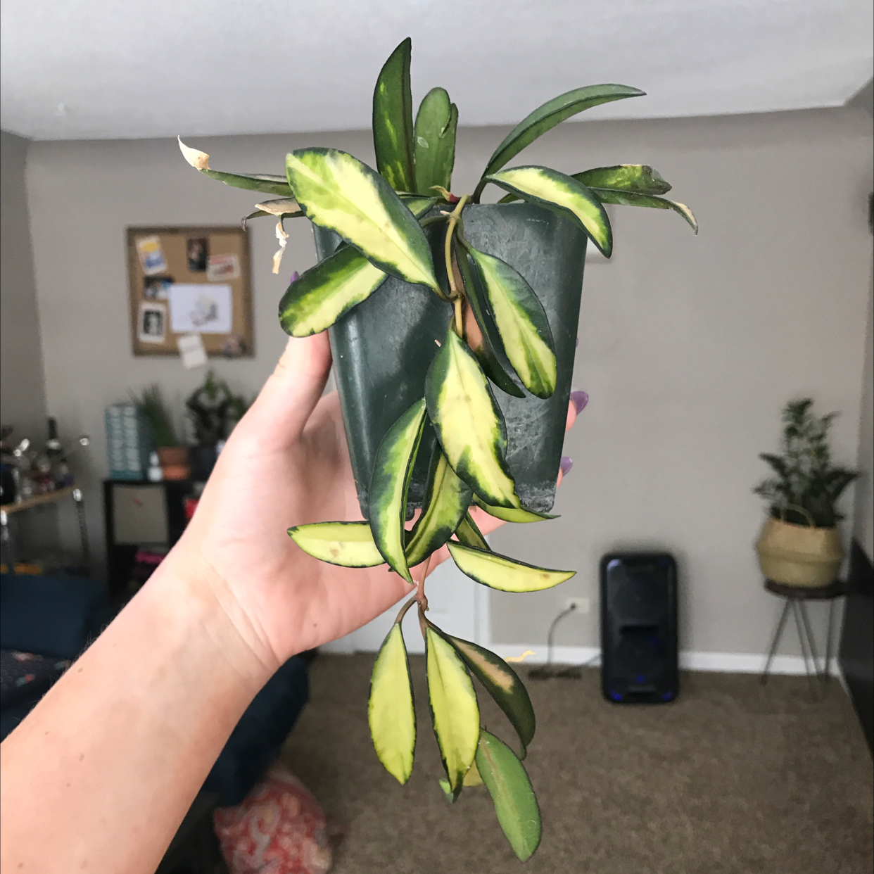 Variegated Hoya kentiana plant with green and yellow leaves held by a hand.