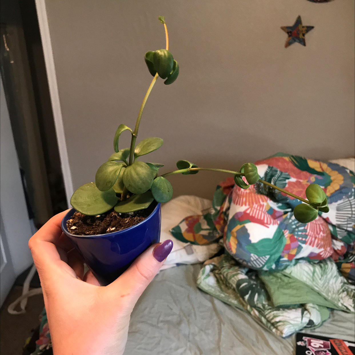 Peperomia 'Hope' plant in a blue pot held by a hand, with green and healthy leaves.