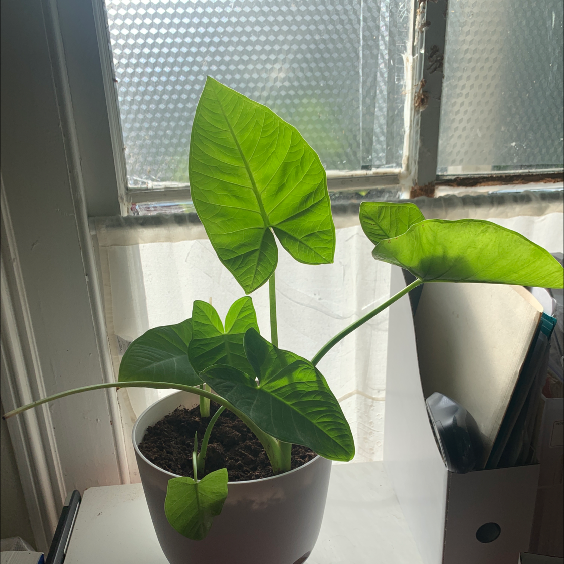 Photo of the plant species Arrowleaf Elephant Ear by @Greenti named Ellie on Greg, the plant care app