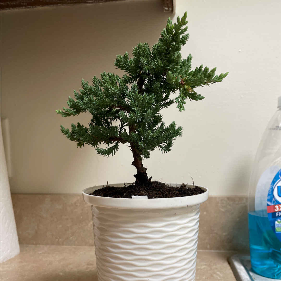 Blue Star Juniper is Toxic To Dogs 🐶