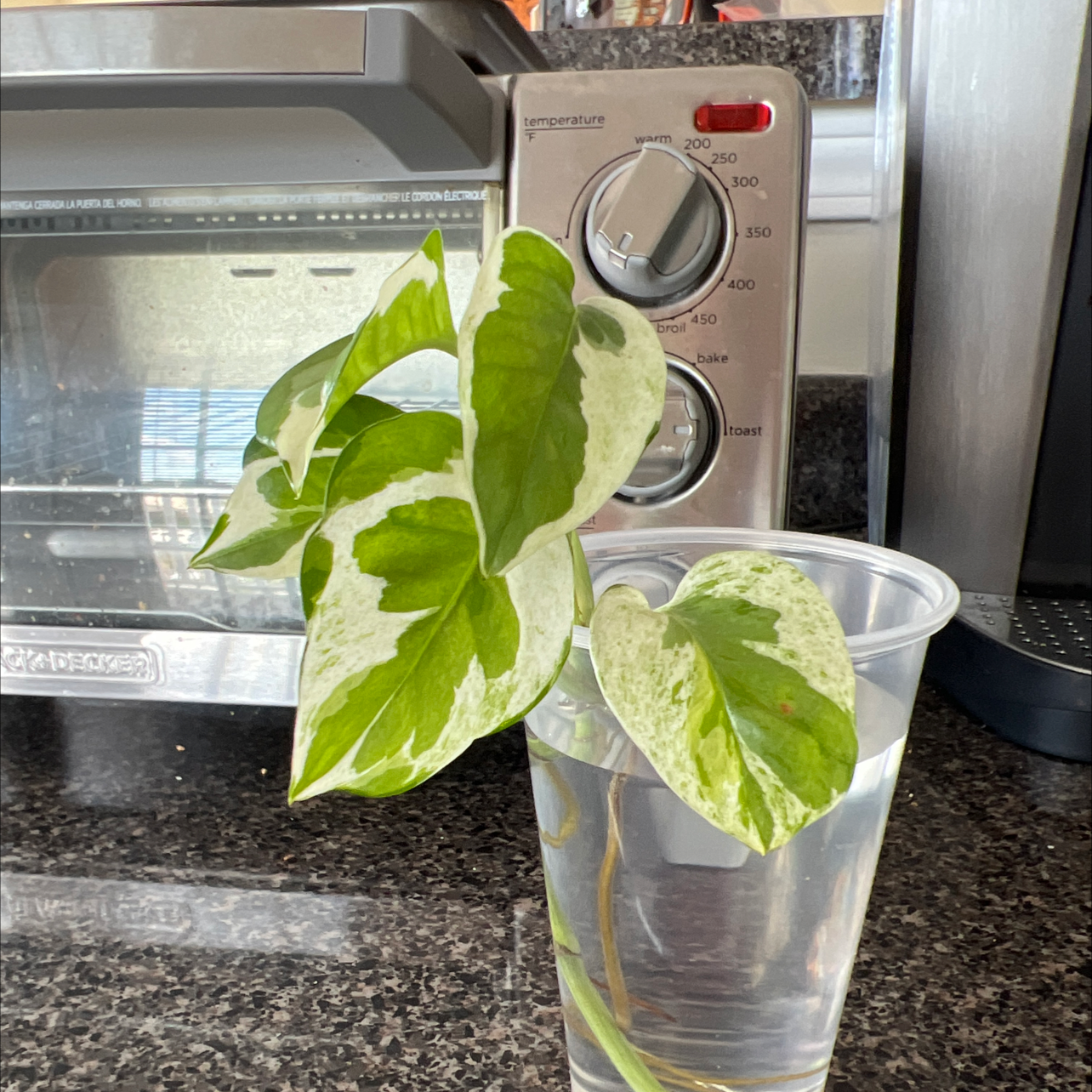 Glacier Pothos plant with variegated leaves in a plastic cup filled with water.