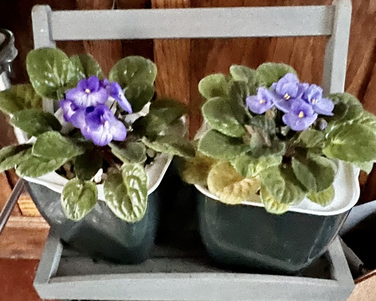 Kenyan Violet plant photo by @R_L15748 named Jack & Jill on Greg, the plant care app.