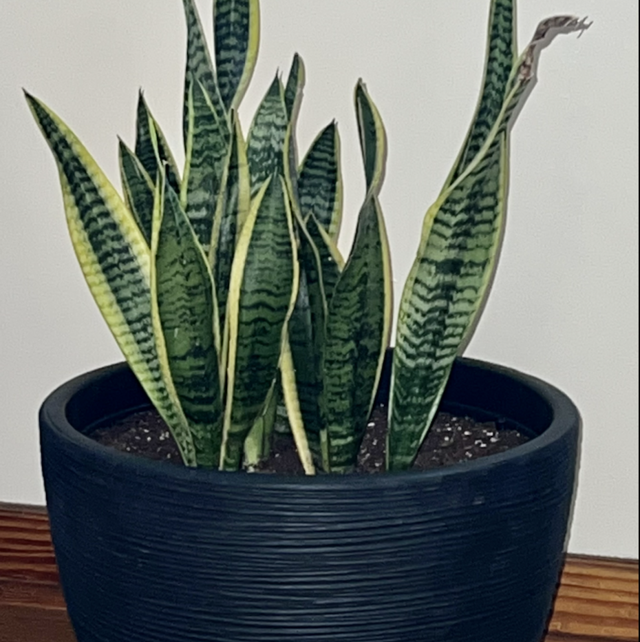 Snake Plant plant photo by @R_L15748 named Jake (the Snake) 165 on Greg, the plant care app.