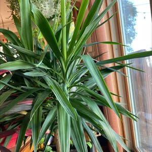 Blue-Stem Yucca plant photo by R_l15748 named Mr. Yucca 32oz. on Greg, the plant care app.