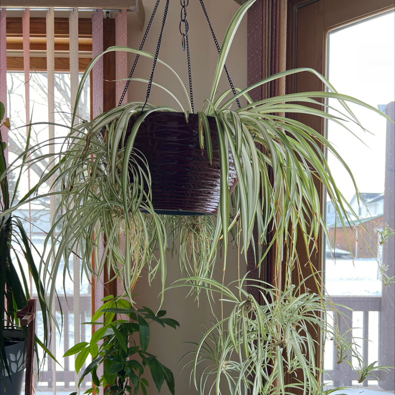 Spider Plant plant photo by @R_L15748 named Peter P.   710mL/24oz. on Greg, the plant care app.