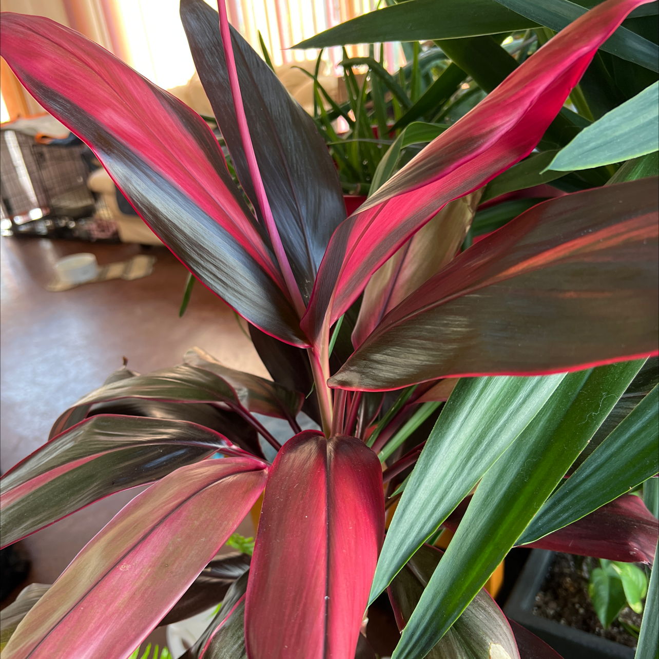 Ti Plant plant photo by @R_L15748 named Rosie 26oz. on Greg, the plant care app.
