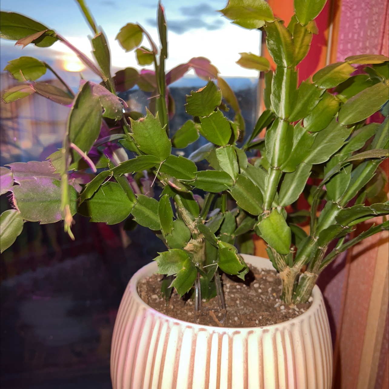 False Christmas Cactus plant photo by @R_L15748 named Your plant on Greg, the plant care app.