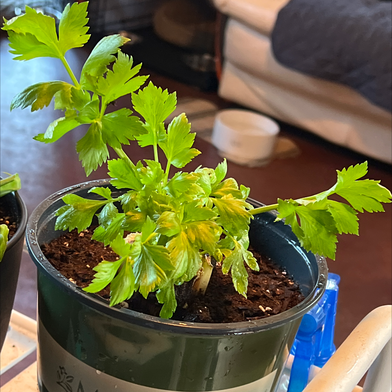 🥬 Why Are My Celery Leaves Turning Yellow?