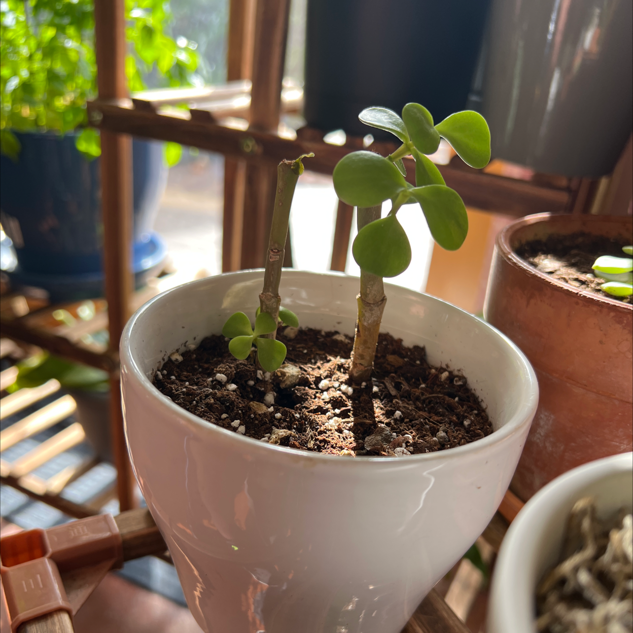Elephant Bush plant photo by @R_L15748 named Dr. Seuss 47 on Greg, the plant care app.