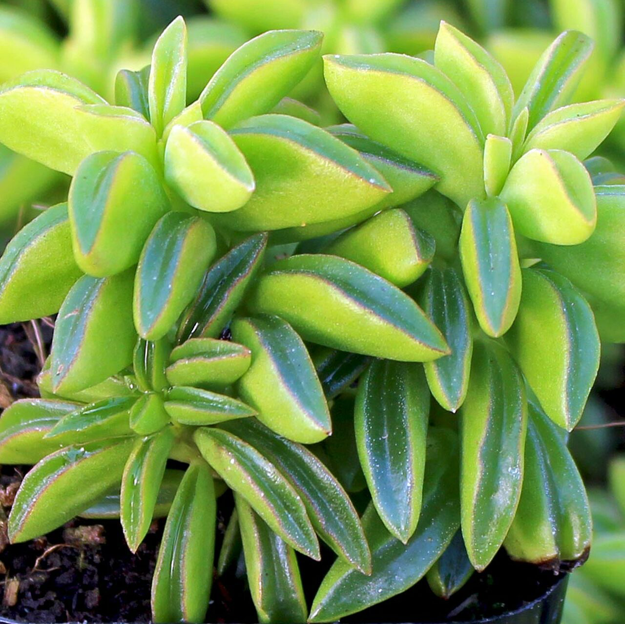 Peperomia axillaris plant photo by @R_L15748 named Pepé 23 on Greg, the plant care app.