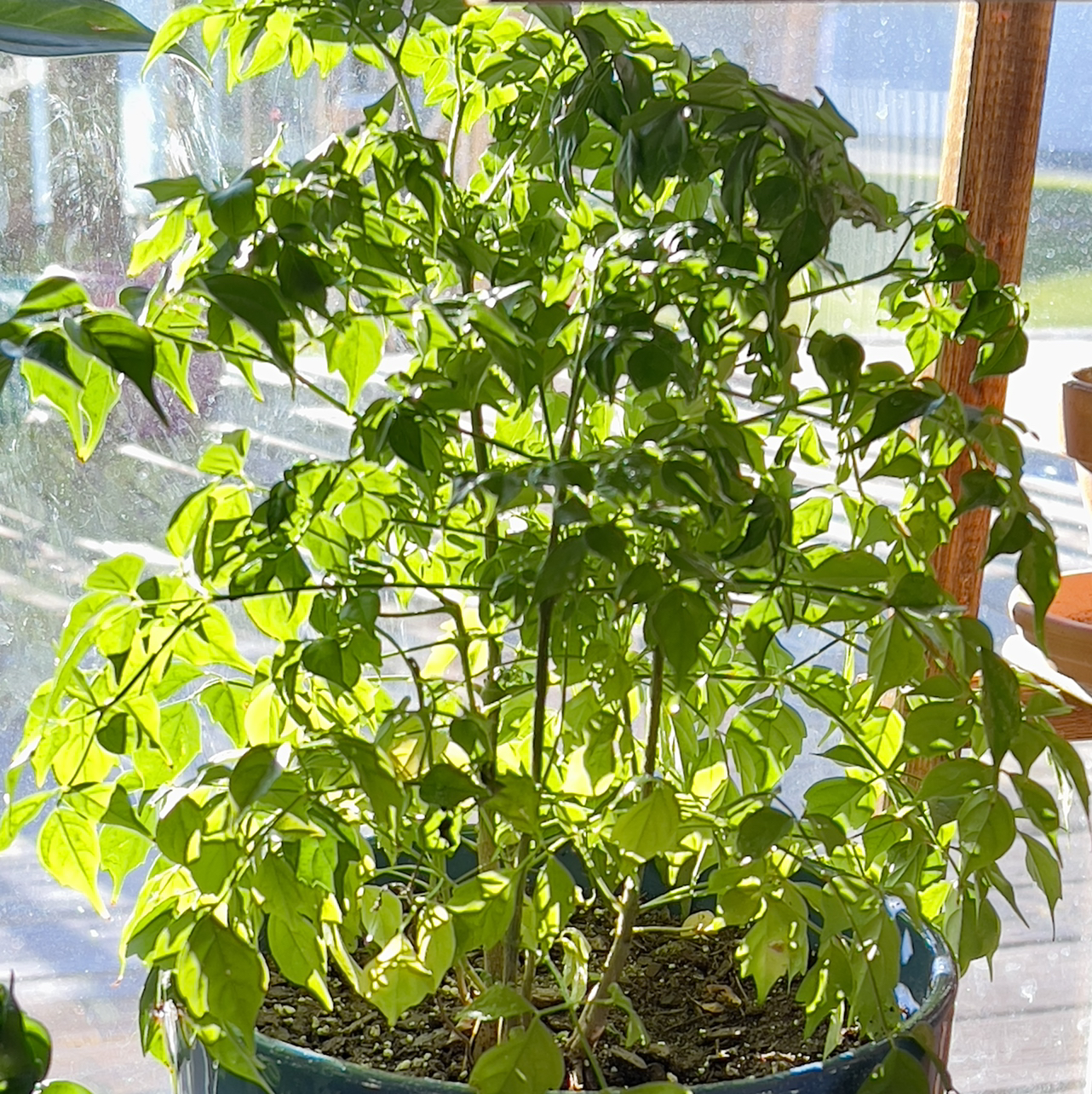 China Doll Plant plant photo by @R_L15748 named Brucinda 260 on Greg, the plant care app.