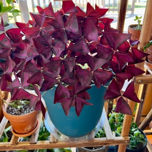 Purple Shamrocks plant photo by R_l15748 named Lucky 331ml/12oz. on Greg, the plant care app.